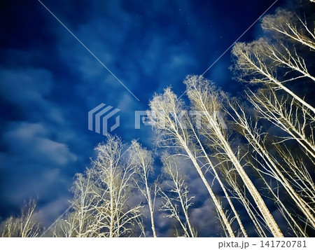 white tree tops in front of dark blue sky on winter day white tree tops in front of dark blue sky on winter day 141720781