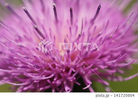 アザミの花 アザミの花 141720804