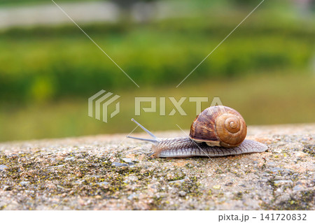 Roman snail, Helix pomatia, crawling along a stone ledge against a blurred green landscape Roman snail, Helix pomatia, crawling along a stone ledge against a blurred green landscape 141720832