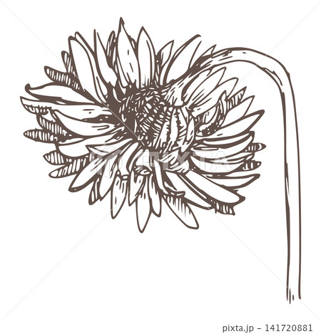 Vector sketch of a chamomile. Linear ink drawing of a daisy. Imitation of engraving technique. Retro design for tea, perfume, and cosmetics. Marguerite flower print Vector sketch of a chamomile. Linear ink drawing of a daisy. Imitation of engraving technique. Retro design for tea, perfume, and cosmetics. Marguerite flower print 141720881