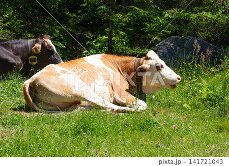 Cows resting near forest demonstrating habitat integrity and species coexistence in pasture ecology. Cows resting near forest demonstrating habitat integrity and species coexistence in pasture ecology. 141721043