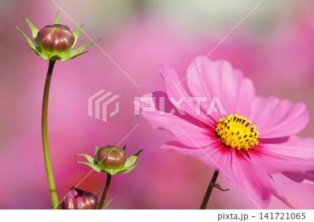 秋の花コスモスのピンク色の可愛い花 秋の花コスモスのピンク色の可愛い花 141721065