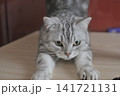 くつろぐ猫 141721131
