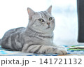 くつろぐ猫 141721132