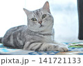 くつろぐ猫 141721133