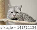 くつろぐ猫 141721134
