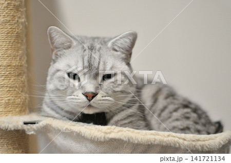 くつろぐ猫 くつろぐ猫 141721134