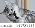 くつろぐ猫 141721135