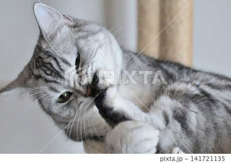 くつろぐ猫 くつろぐ猫 141721135
