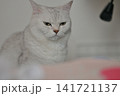 くつろぐ猫 141721137