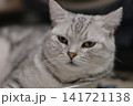 くつろぐ猫 141721138