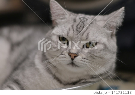 くつろぐ猫 141721138