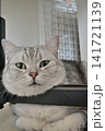 くつろぐ猫 141721139