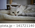 くつろぐ猫 141721140