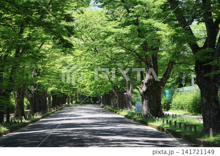 こもれ陽感じる新緑の緑のけやき並木のトンネルと並木道と遊歩道の風景 こもれ陽感じる新緑の緑のけやき並木のトンネルと並木道と遊歩道の風景 141721149