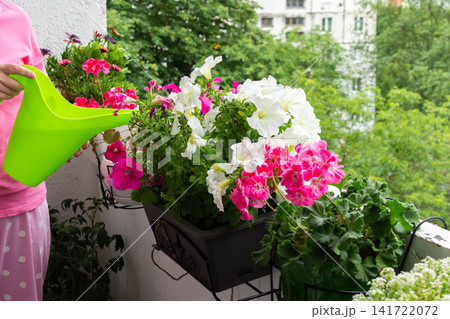 A woman stands on her balcony watering a variety of flowers including petunias and geraniums in different pots. This activity takes place during summer on a bright day 141722072