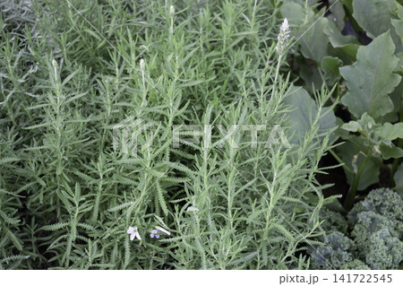 Variety of evergreen trees in pots at garden market Variety of evergreen trees in pots at garden market 141722545