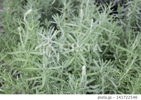 Variety of evergreen trees in pots at garden market 141722546