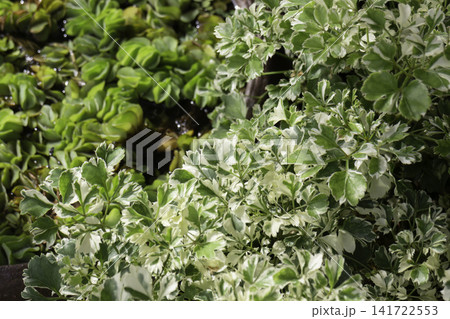 Variety of evergreen trees in pots at garden market Variety of evergreen trees in pots at garden market 141722553