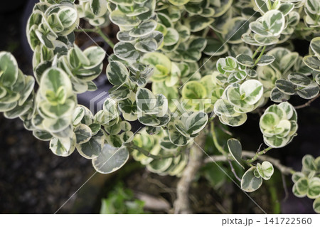 Variety of evergreen trees in pots at garden market Variety of evergreen trees in pots at garden market 141722560