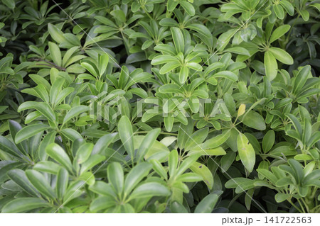 Variety of evergreen trees in pots at garden market Variety of evergreen trees in pots at garden market 141722563