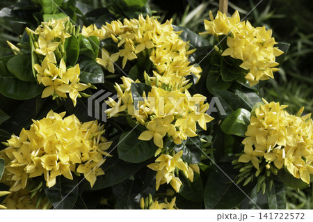Variety of evergreen trees in pots at garden market Variety of evergreen trees in pots at garden market 141722572
