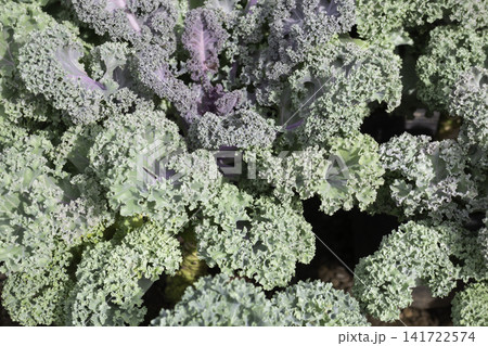 Variety of evergreen trees in pots at garden market Variety of evergreen trees in pots at garden market 141722574