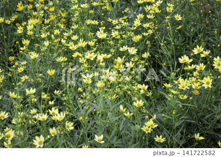 Variety of evergreen trees in pots at garden market 141722582