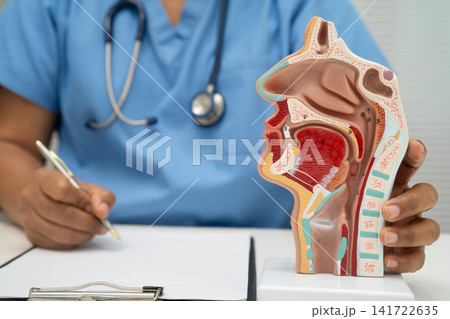 Asian doctor with nasal oral throat cavity neck human anatomy model for study diagnosis and treatment in hospital. 141722635