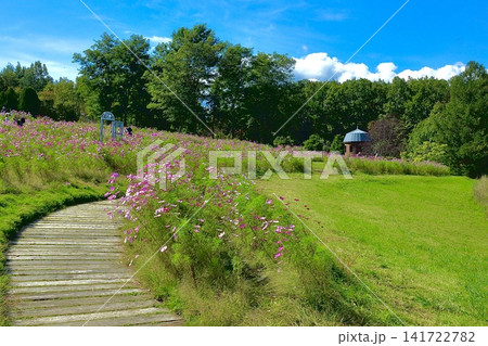 お花畑の散歩道 お花畑の散歩道 141722782