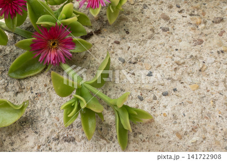 Aptenia cordifolia, also known as heartleaf iceplant growing on a stone background Aptenia cordifolia, also known as heartleaf iceplant growing on a stone background 141722908
