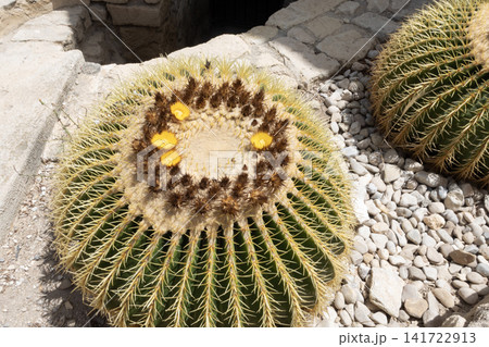 Blooming golden barrel cactus with yellow flowers and sharp golden spines 141722913