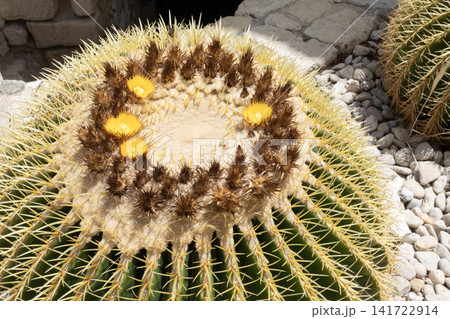 Close-up of a blooming golden barrel cactus with yellow flowers and sharp golden spines 141722914