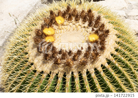 Close-up of a blooming golden barrel cactus with yellow flowers and sharp golden spines 141722915