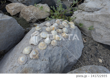 Limpet shells placed on a large grey rock on the rocky coastline Limpet shells placed on a large grey rock on the rocky coastline 141722935