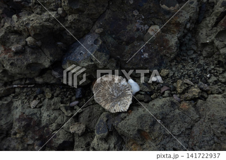 Fossilized horn coral on rugged geologic rock textured surface Fossilized horn coral on rugged geologic rock textured surface 141722937