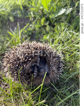 Hedgehog curling into a defensive ball among green grass Hedgehog curling into a defensive ball among green grass 141722971
