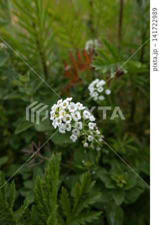 Sweet alyssum flowers blooming in a lush garden 141722989
