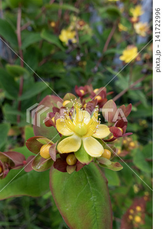 Hypericum androsaemum shrub displaying yellow flowers Hypericum androsaemum shrub displaying yellow flowers 141722996