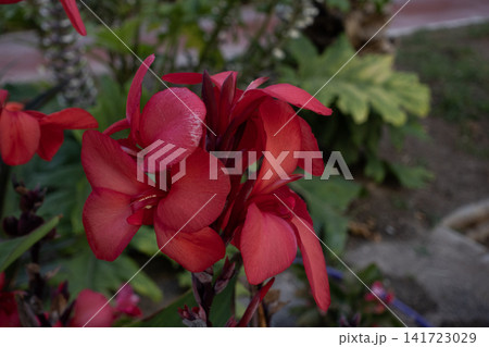 Red canna lily creating vibrant summer garden scene 141723029