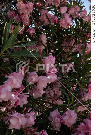 Pink oleander flowers blooming between green foliage Pink oleander flowers blooming between green foliage 141723030