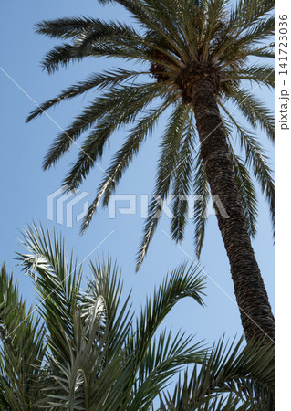 Low angle view of tall date palm trees with lush green fronds against a clear blue summer sky 141723036