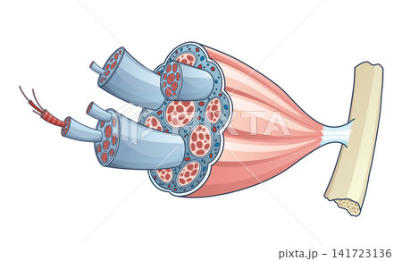 Skeletal muscle anatomy outline diagram. Structure with anatomical inner layers. Educational medical vector illustration 141723136