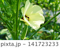 オクラの花とオクラ 141723233