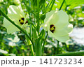 オクラの花とオクラ 141723234