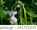 十六ささげの花 141723235