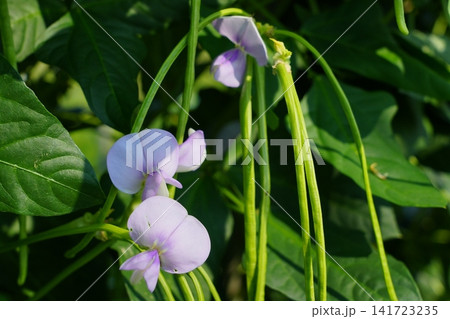 十六ささげの花 十六ささげの花 141723235