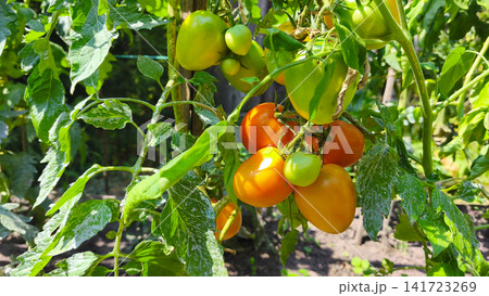 Ripe and green tomatoes growing on the vine in a sunny home vegetable garden. Fresh organic harvest, healthy food, sustainable gardening and seasonal agriculture. Ripe and green tomatoes growing on the vine in a sunny home vegetable garden. Fresh organic harvest, healthy food, sustainable gardening and seasonal agriculture. 141723269