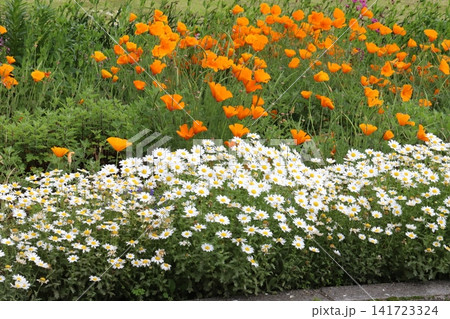 春の公園に咲くオレンジ色のハナビシソウの花と白いクリサンセマムノースポールの花 春の公園に咲くオレンジ色のハナビシソウの花と白いクリサンセマムノースポールの花 141723324