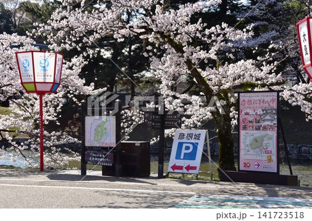 滋賀県 彦根城内堀の桜祭り案内板と満開桜 滋賀県 彦根城内堀の桜祭り案内板と満開桜 141723518